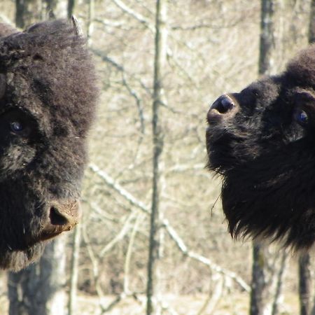 Parc Animalier Du Herisson Villa Doucier Exteriör bild