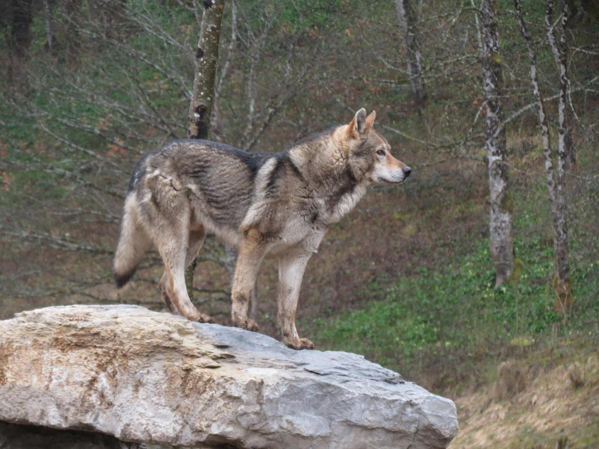 Parc Animalier Du Herisson Villa Doucier Exteriör bild