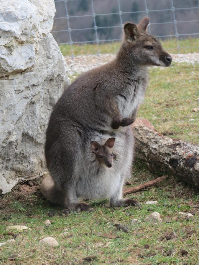 Parc Animalier Du Herisson Villa Doucier Exteriör bild