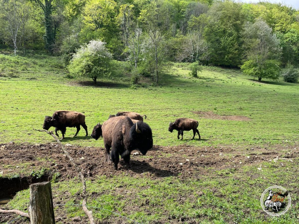 Parc Animalier Du Herisson Villa Doucier Exteriör bild